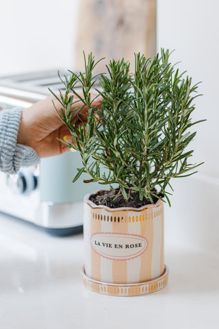 Yvonne Ellen Stripe Planter